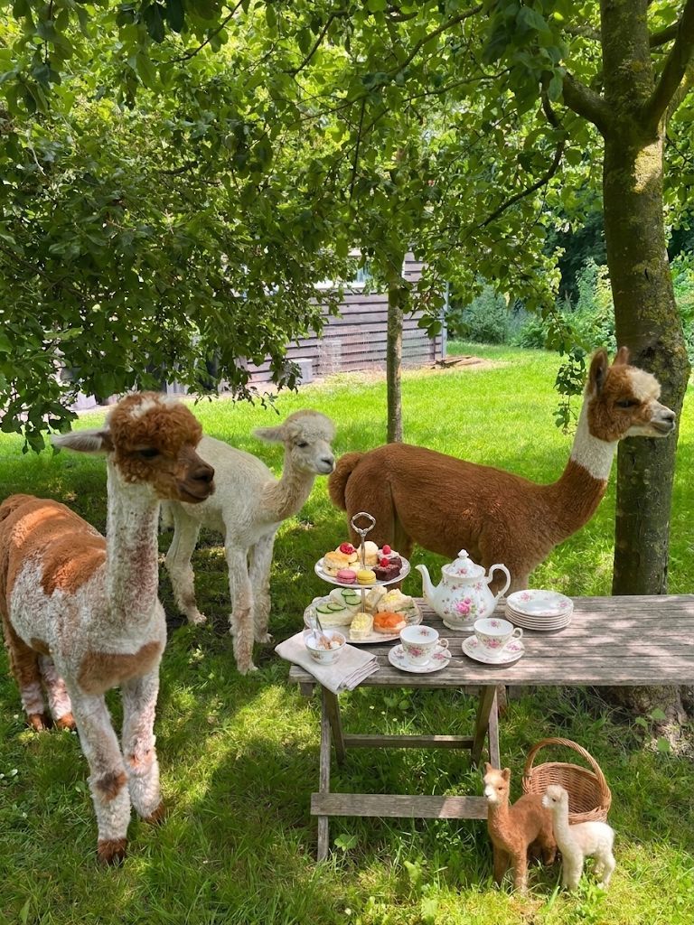Een sfeervolle foto van onze alpaca's die toekijken bij een high tea in de boomgaard. 