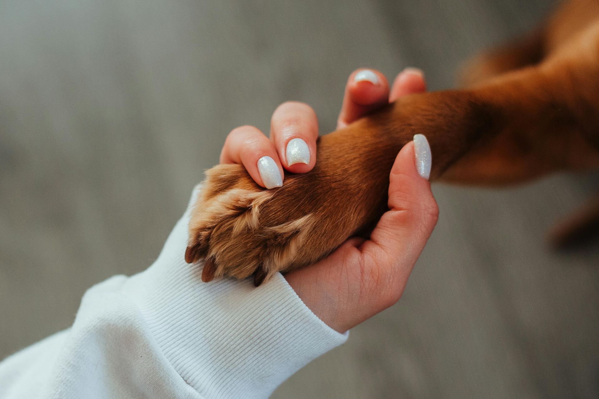 Pets