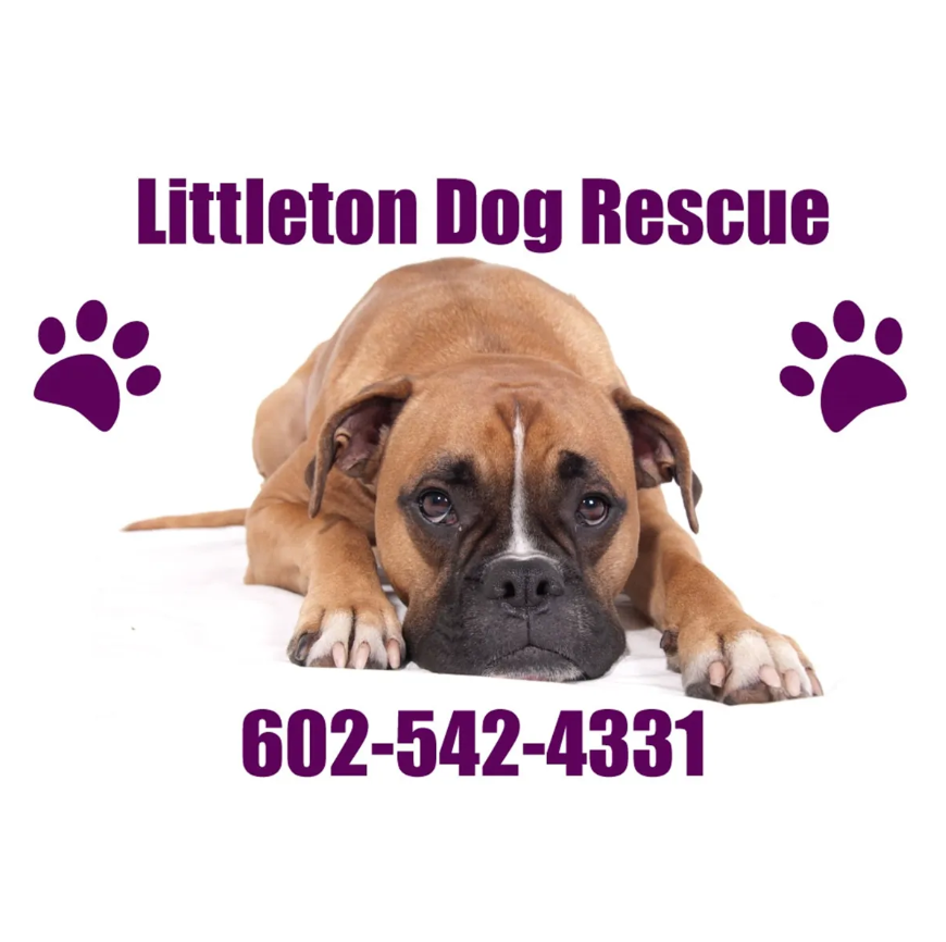 Brown boxer dog lying down, with
