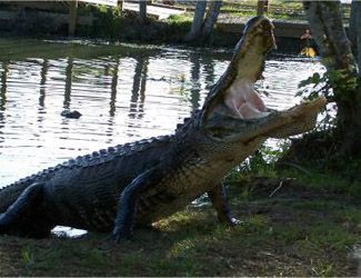 Alligator with mouth open near water, grass, and trees.
