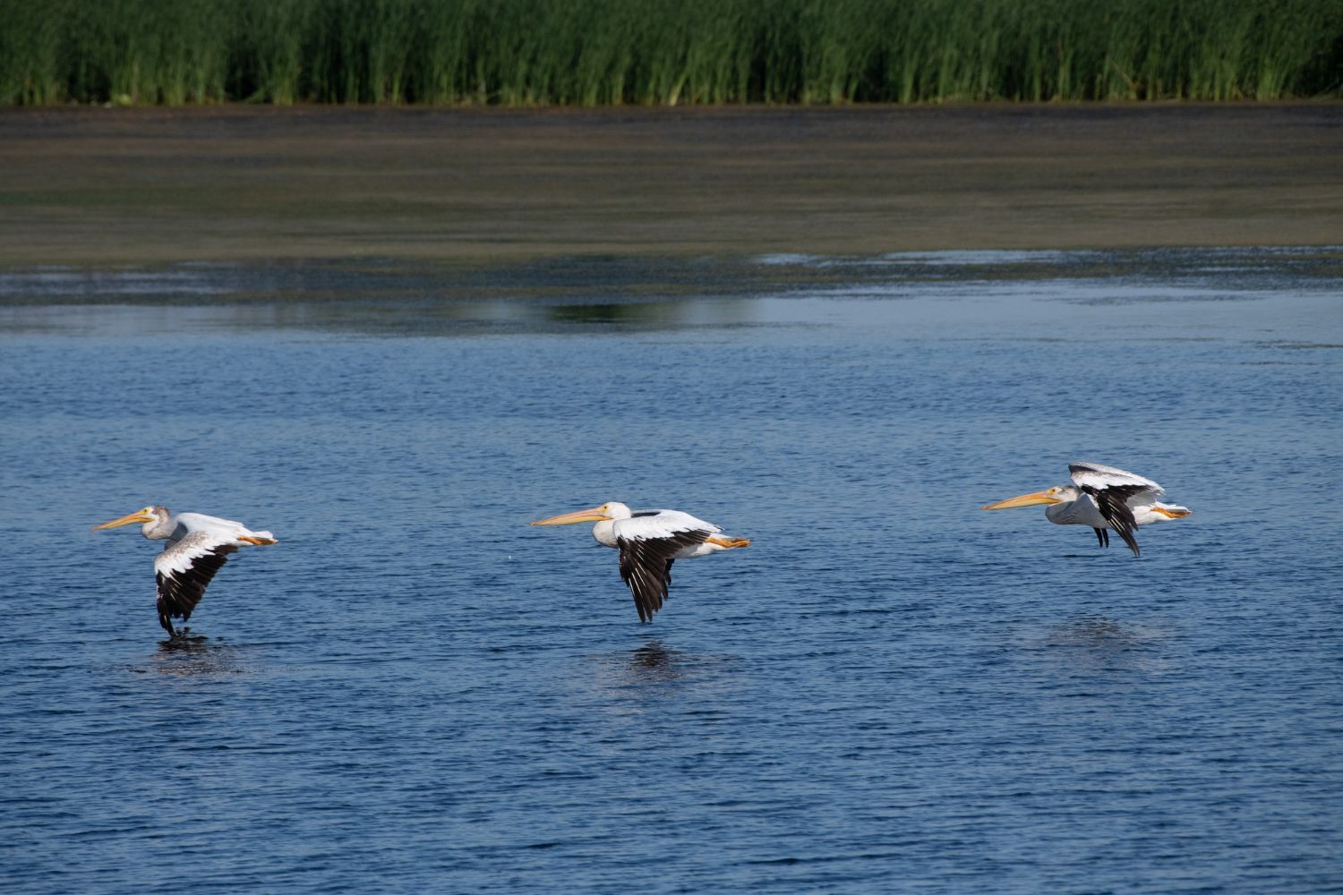 Three white pelicans flying low over blue water, near a marshy shoreline.