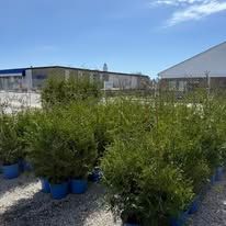 Rows of green shrubs in blue pots outdoors on a gravel lot under a clear sky