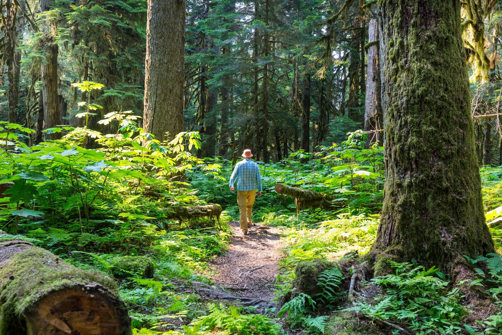 A person is walking through a lush green forest.
