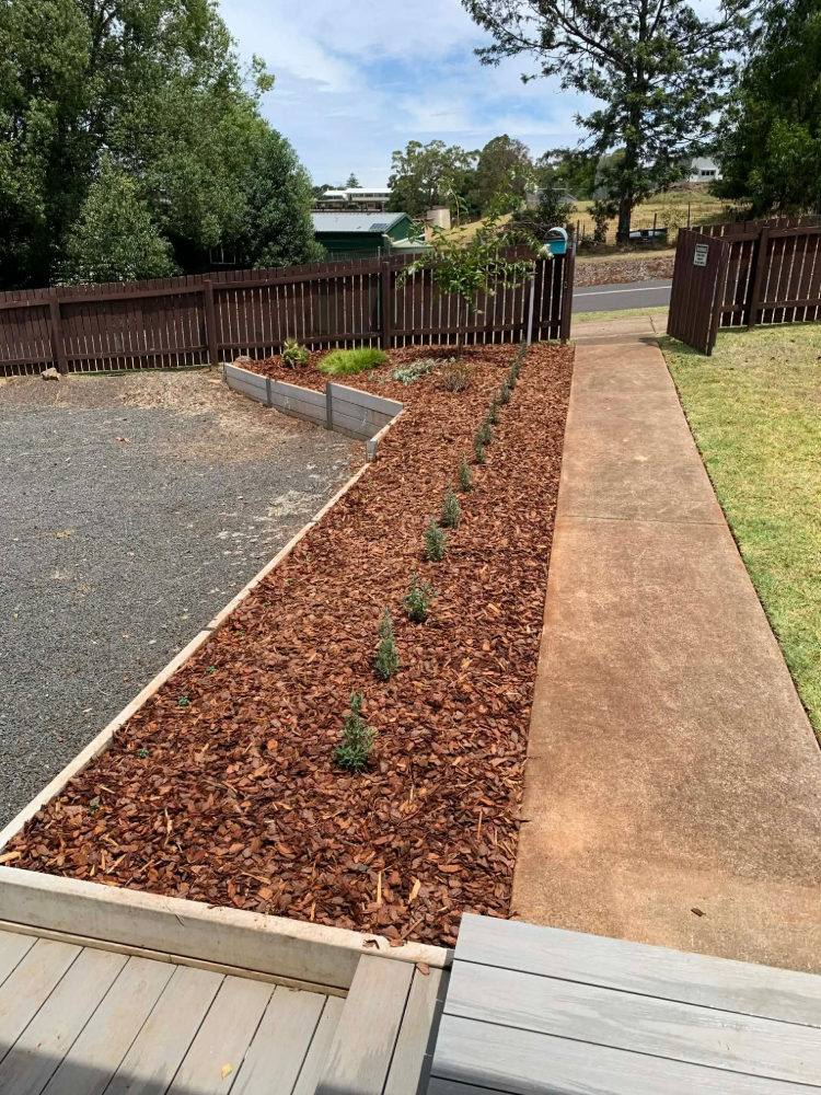 Mulched garden path with small seedlings beside a concrete walkway and wooden fence— Toowoomba Lawn and Yard care In Glenvale, QLD