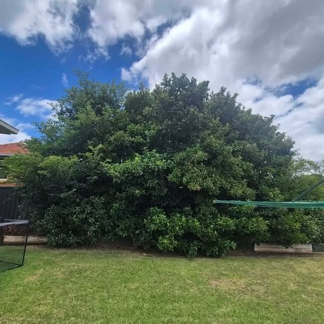 Large Leafy Tree in a Grassy Yard Under a Partly Cloudy Blue Sky — Toowoomba Lawn and Yard care In Glenvale, QLD