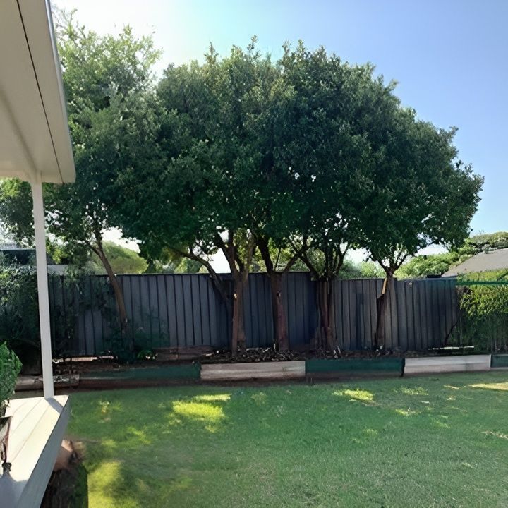 Backyard Lawn With Large Trees, a Wooden Fence — Toowoomba Lawn and Yard care In Glenvale, QLD
