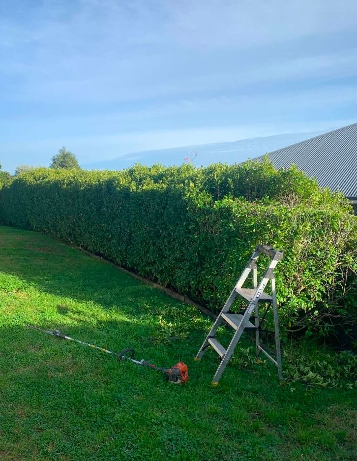 Person trimming a tall hedge beside a grassy yard, with a ladder and hedge trimmer under a blue sky