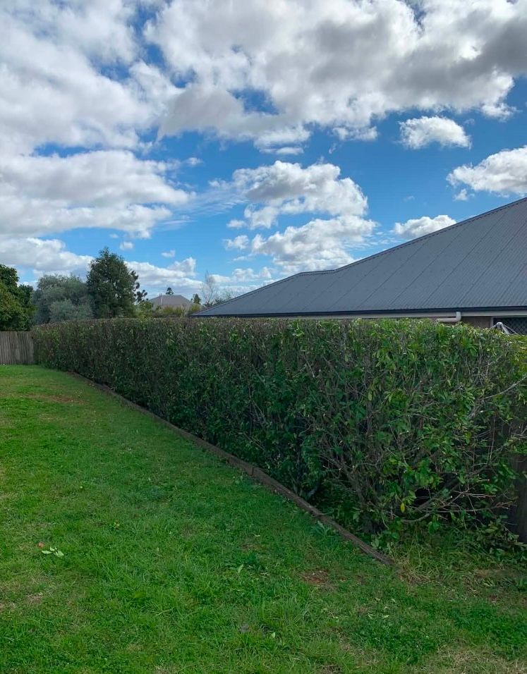 Green backyard hedge under a cloudy blue sky beside a gray roof and lawn