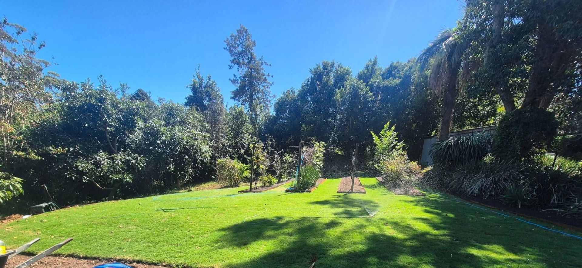 Sunny green garden with lush grass, tall trees, and a clear blue sky