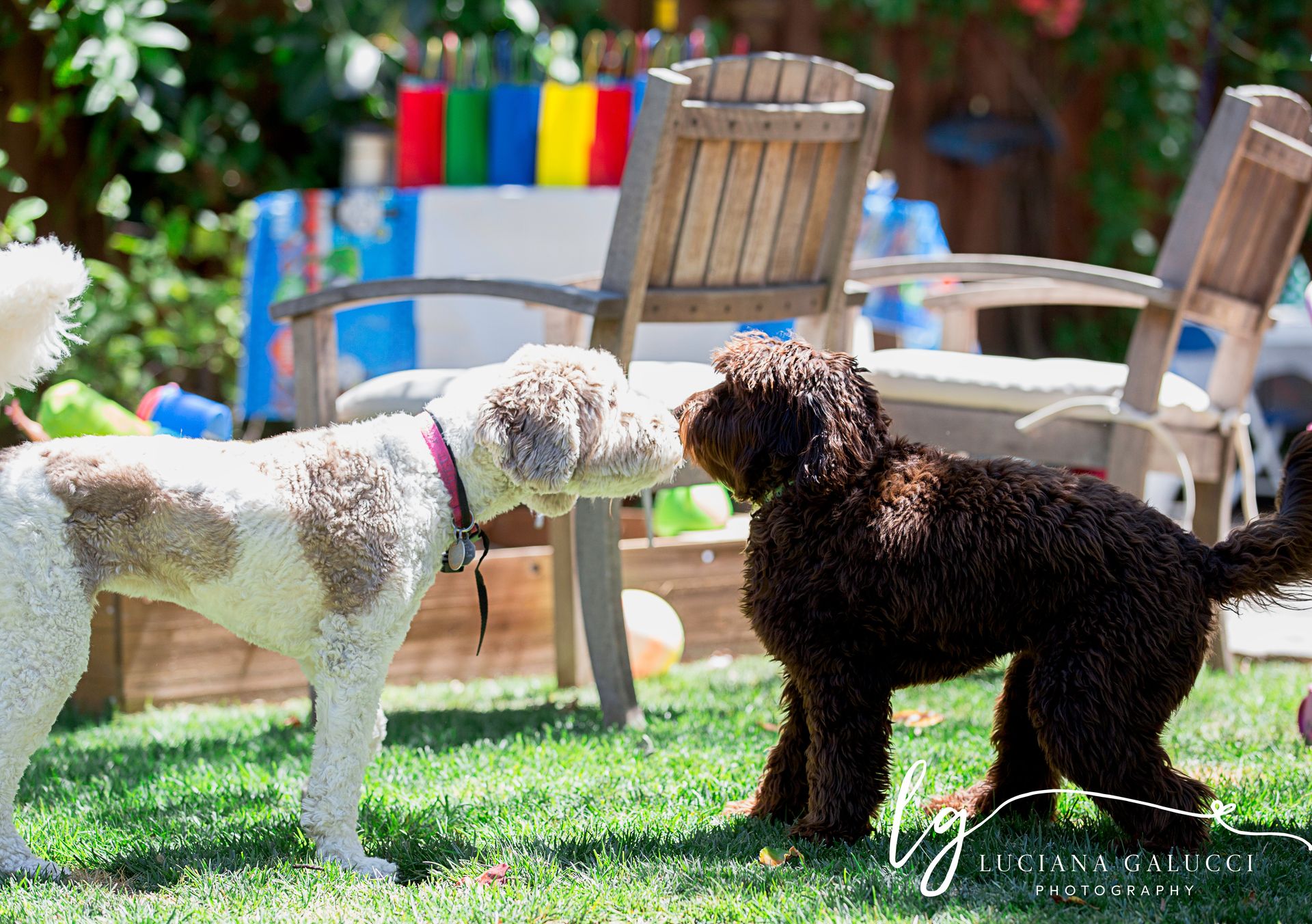 Dogs playing at the backyard