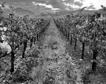 Vineyard rows at Spanish Spring Vineyard on the day the 2025 Yokai Pinot Noir was picked.