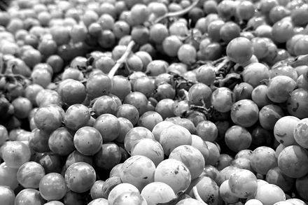 aClose-up of freshly harvested white wine grapes in a sorting bin at the Saint K cellar.