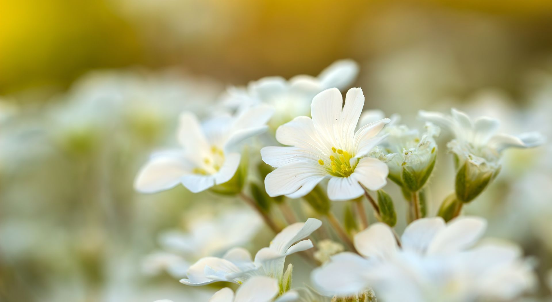 Close-up of white wildflowers with yellow centers against a soft green background