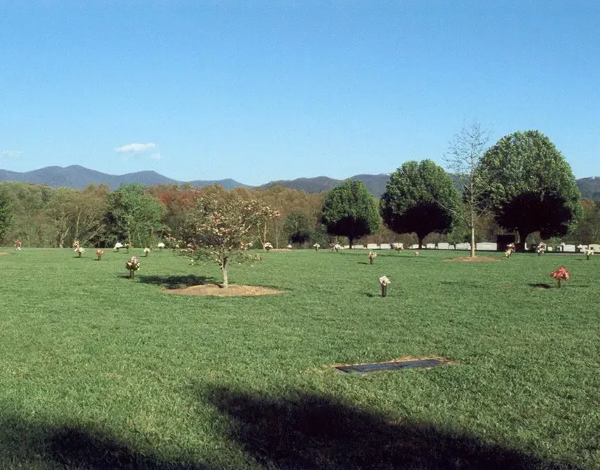 Sunny park lawn with scattered dogs, trees, and mountains in the background