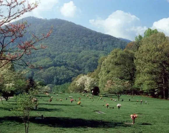Green pasture with grazing cows below a forested mountain under a blue sky