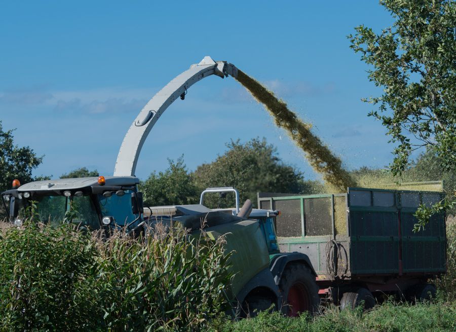 Une moissonneuse-batteuse coupe du blé dans un champ.