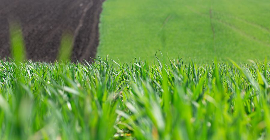 Ein Feld aus grünem Gras mit einem Erdhaufen im Hintergrund.