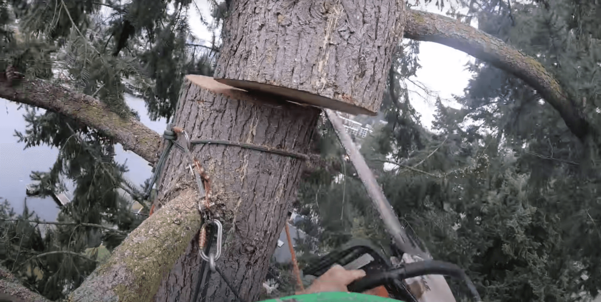 Tree Service in Everett, WA STR Tree Service