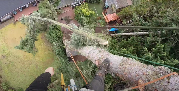 tree removal