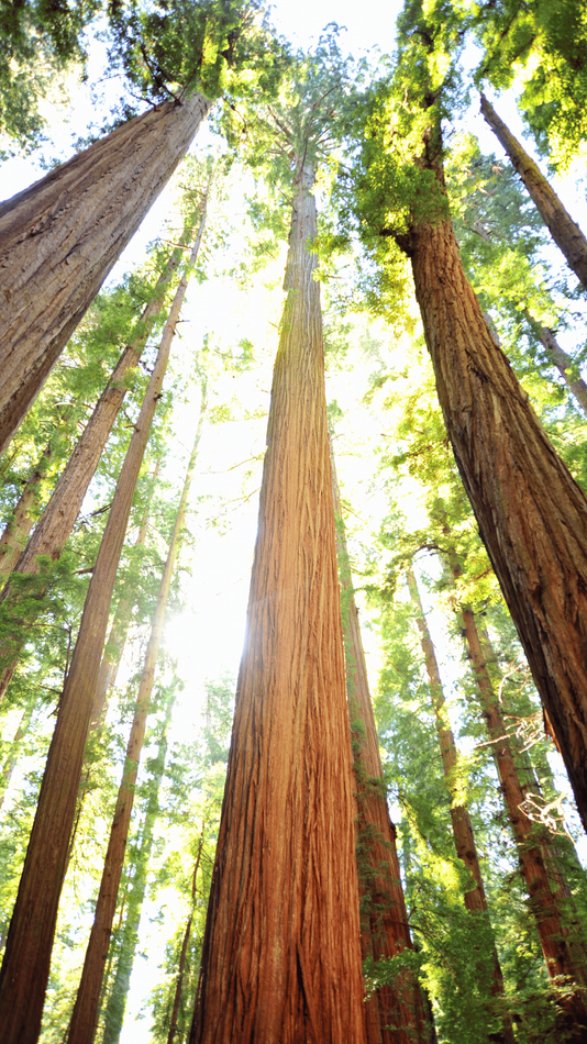 redwood tree