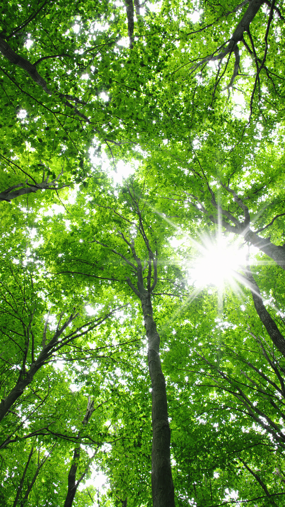view of trees from the ground looking to the sky