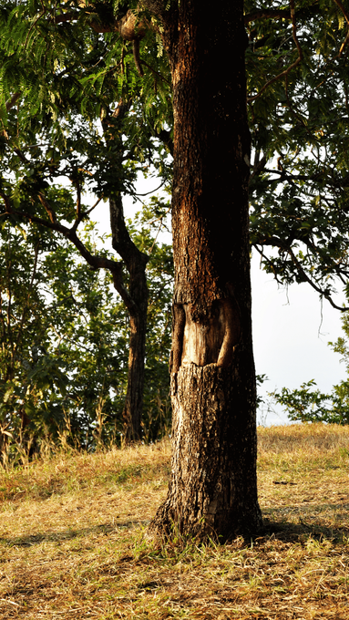 tree in a field