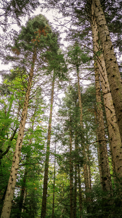 cedar trees