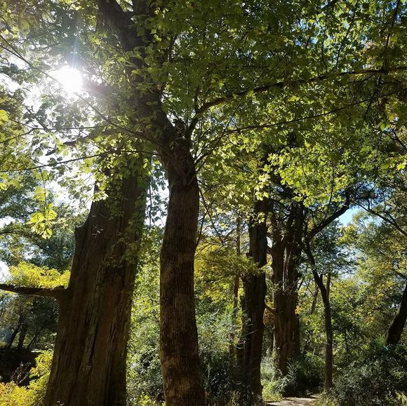 Sunlit forest with tall trees and green leaves casting dappled shadows on the ground