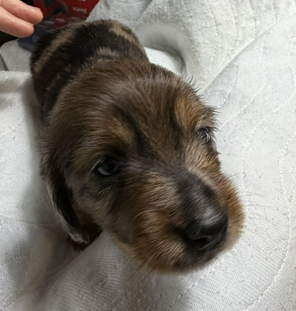 Small brown-and-black puppy resting on a white blanket, being gently held by a hand.