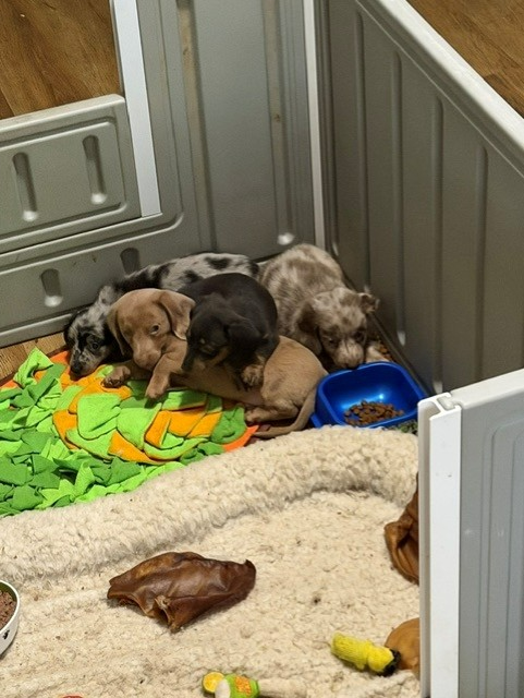 Three small puppies cuddled together in a pen on colorful blankets and toys.