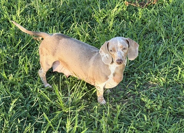 Tan dachshund standing in grass, looking at the camera.