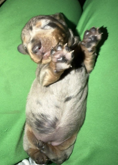 Sleeping newborn puppy on a green blanket, paw raised over its face