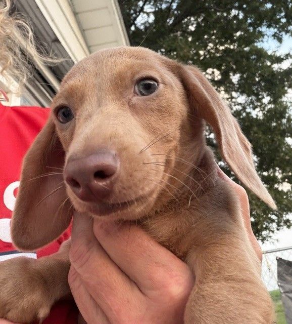 Small tan puppy being held up indoors, looking at the camera with one floppy ear.