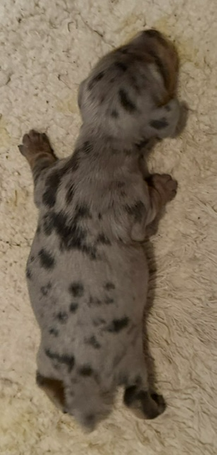 Gray spotted newborn puppy lying on a beige carpet, viewed from above