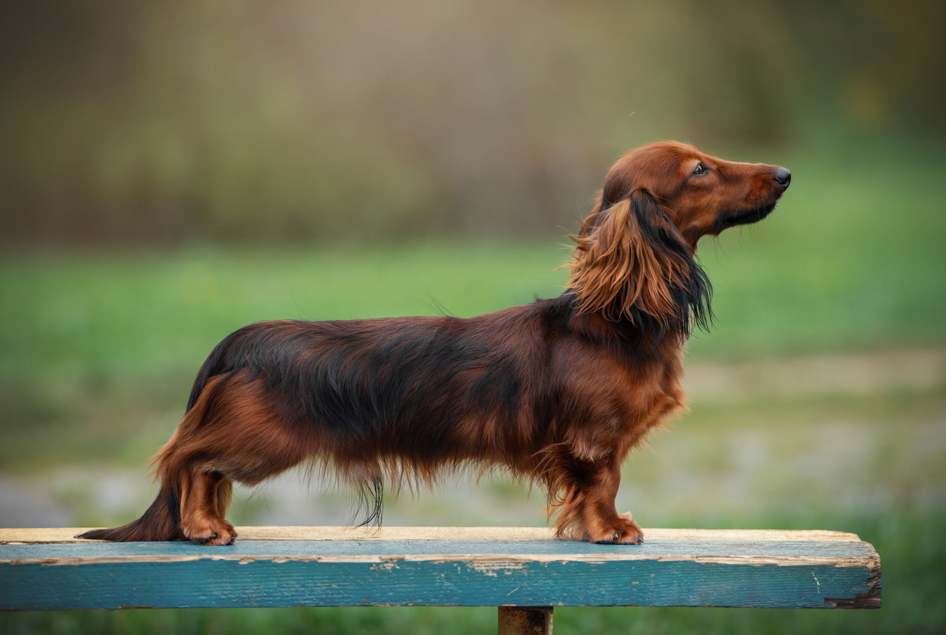 Tan dachshund standing in grass, looking at the camera.