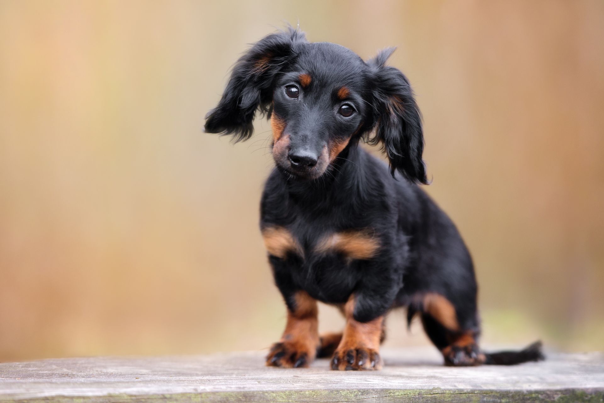 Tan dachshund standing in grass, looking at the camera.