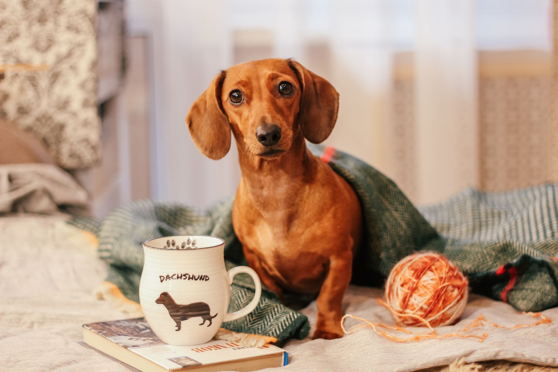Brown dachshund on a cozy bed with a mug, yarn, and a knit blanket