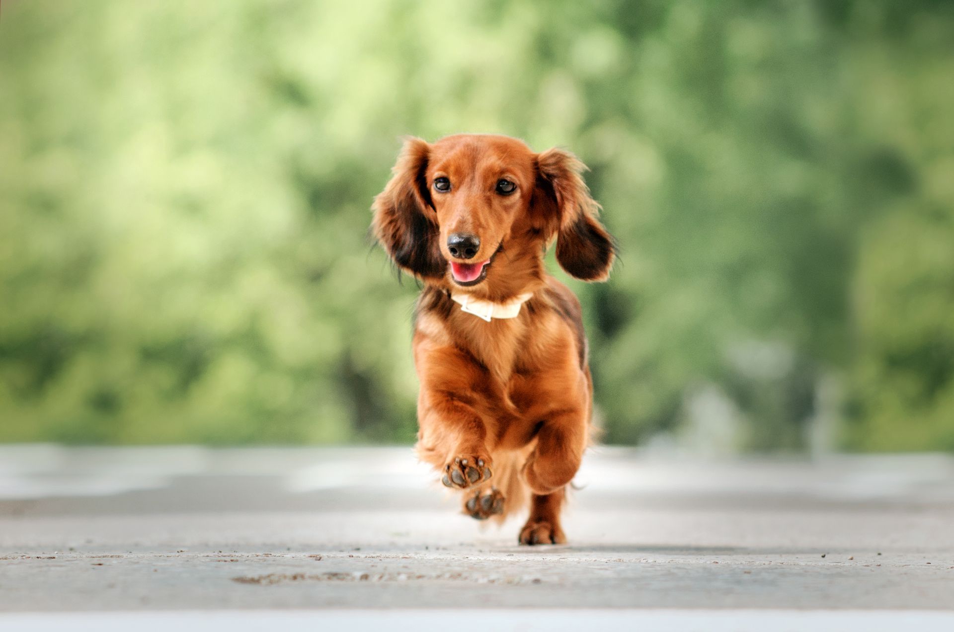 Brown dachshund running toward the camera on a paved path with blurred green background