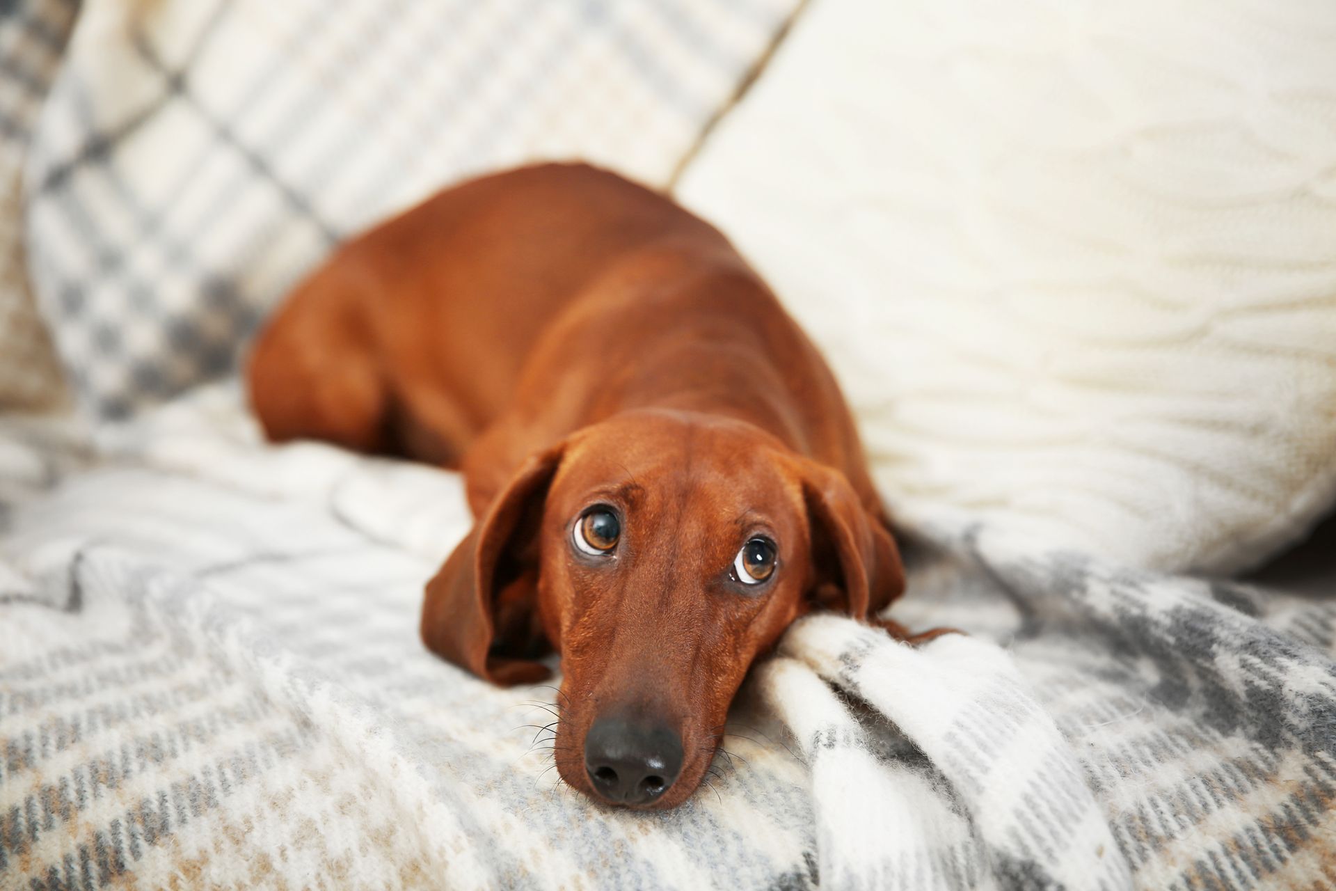 Tan dachshund standing in grass, looking at the camera.