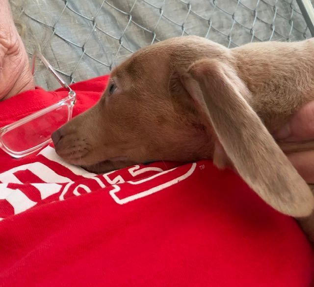 Brown puppy resting on a person’s red shirt
