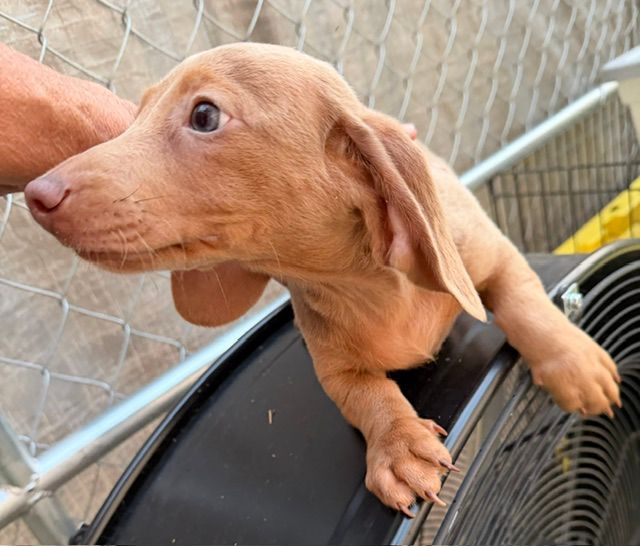 Tan dachshund puppy standing on a black ledge by a chain-link fence, looking left.