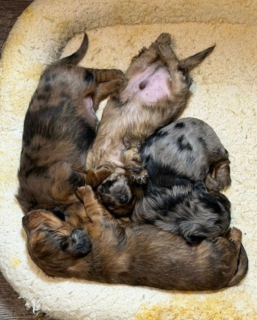 Four sleeping puppies curled together in a soft beige pet bed.