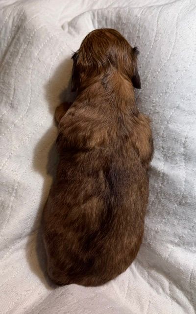 Small brown puppy lying on a white blanket, viewed from above.