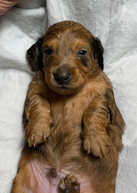 Tiny brown dachshund puppy lying on its back on a white blanket