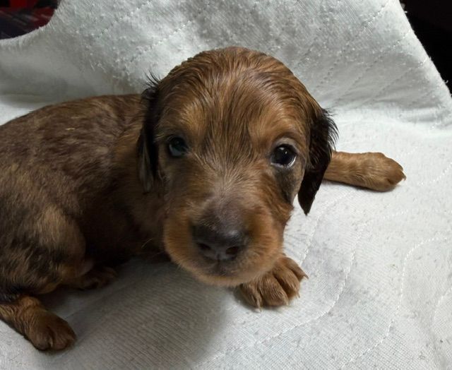 Tan dachshund standing in grass, looking at the camera.