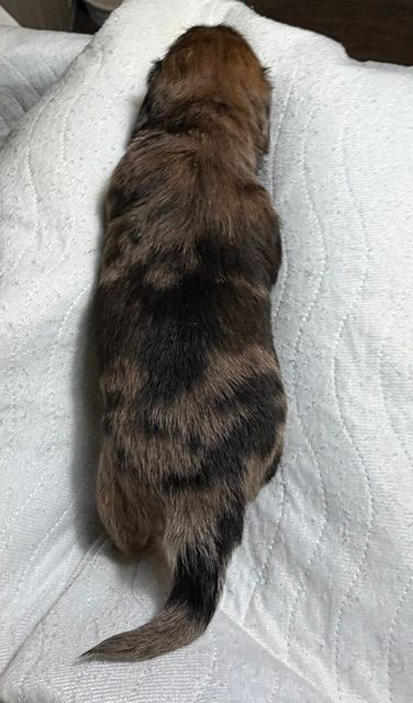 Brown-and-black kitten curled up on a white blanket, seen from above.