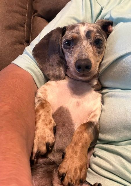 Small speckled puppy lying on a person’s lap on a couch, looking at the camera.