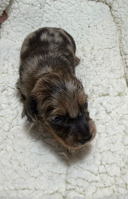 Tiny brown-and-black puppy on a white fluffy blanket, seen from above