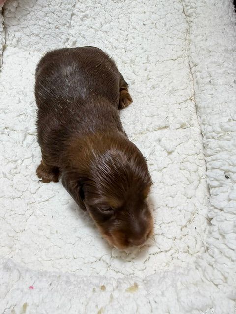 Small brown puppy on a white blanket, facing forward.