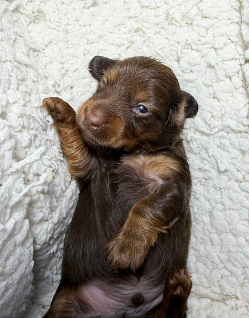 Tiny brown puppy lying on its back, one paw raised, against a fluffy white blanket